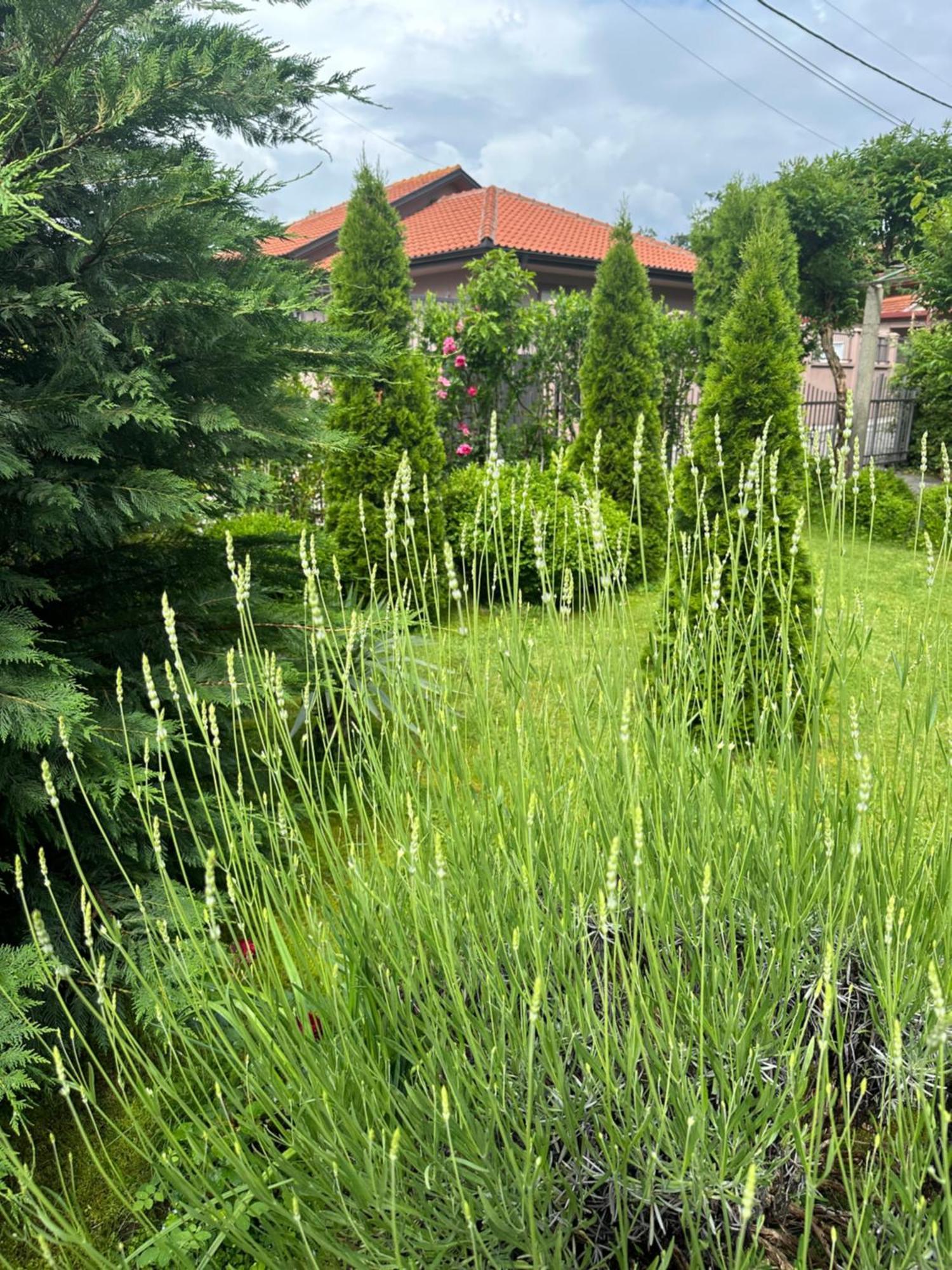 Apartman Lili Cetinje Exteriér fotografie